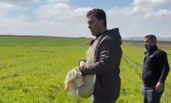 Şanlıurfa’da Yağışlar Çiftçiyi Eski Yönteme Döndürdü