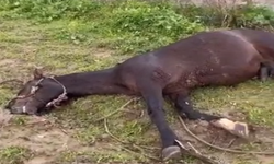 Birecik’te Korkutan Olay: Yıldırım Hayvanı Vurdu