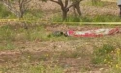 Şanlıurfa’da Tarlada Çalışırken Feci Ölüm