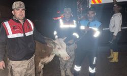 Şanlıurfa’da Kurbanlık Hırsızlarına Jandarma Darbesi
