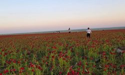 Şanlıurfa’da Kırmızı Şölen! Tarlalar Gelincikle Kaplandı