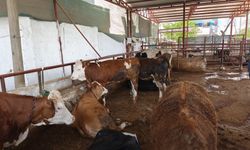 Şanlıurfa’da Kurbanlık Alarmı! Fiyatlar Dudak Uçuklattı