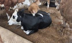 Dana Fiyatını Duyan Şaşırıyor: Urfa’da Son Durum