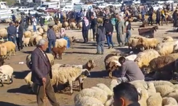 Şanlıurfa’da Kurbanlık Hareketliliği: Pazar Şimdiden Şenlendi