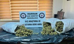 Harran’da Narkotik Darbe! 8 Kiloyu Aşan Esrar Ele Geçirildi