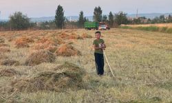 Harran Ovası’nda Hasat Heyecanı: Kırmızı Mercimek Tarladan Çıkıyor