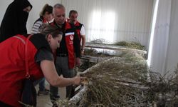İpek Böcekleri Dağıtıldı! Şanlıurfa’da Kadınlar Üretime Katılıyor