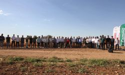 Şanlıurfa’da Yerli Tohum Devrimi! CEMMO Buğdayı Tarlada