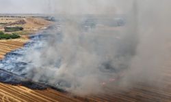 Şanlıurfa’da Anıza Doğrudan Ekim Çalışmaları Genişletildi