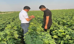 Eyyübiye’de Tarımda Yeni Dönem! Bu Belge Olmadan İlaçlama Yapılamayacak