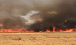 Harran'da Buğday Tarlasında Yangın
