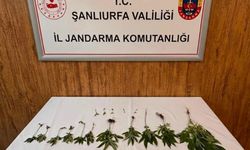 Şanlıurfa’da Jandarmadan Narkotik Operasyonu! 2 Gözaltı