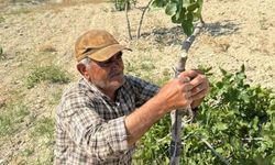 Şanlıurfa’da Kavurucu Sıcakta Fıstık Kalem Aşısı Mesaisi Başladı