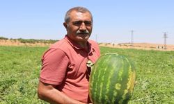 Şanlıurfa'nın Gizli Lezzeti Gün Yüzüne Çıktı! Ünlü Yaylak Karpuzu Tezgahta