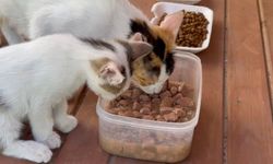 Şanlıurfa’nın 11 Farklı Noktasına 12 Kedi Evi Kuruldu