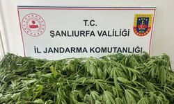 Suruç’ta Jandarmadan Kenevir Operasyonu! 35 Kök Ele Geçirildi