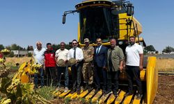Şanlıurfa’da Bir İlk! Hilvan’da Yılın İlk Ayçiçeği Hasadı Başladı