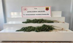 Akçakale ve Viranşehir’de Kenevir Baskını! Toplam 24 Kök Ele Geçirildi