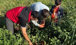 Tarlada Büyük Başarı! Şanlıurfa'da Domates Üreticisi Sezonu Kazançla Kapatıyor