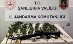 Şanlıurfa’da JASAT’tan Kenevir Operasyonu! 15 Kök Kenevir Ele Geçirildi