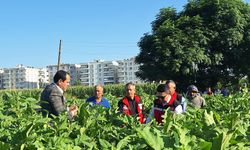 Birecik’in Bereketli Topraklarında İlk Patlıcanlar Toplandı