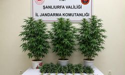 Bozova’da jandarmadan kenevir operasyonu: 13 kök ele geçirildi