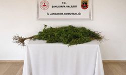 Şanlıurfa’da Kenevir Operasyonu: 8 Kök Ele Geçirildi