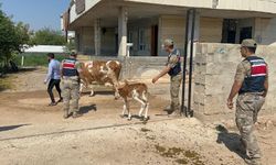 Şanlıurfa’da büyükbaş hayvan tuzağı! 315 bin TL’lik anlaşmanın ardından bakın ne oldu