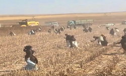 Şanlıurfa’da ayçiçeği hasadı sonrası tarlalarda ekmek mücadelesi