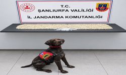 Eyyübiye’de jandarmadan kritik operasyon! Binlerce Captagon bulundu