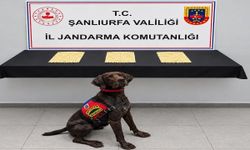 Şanlıurfa’da Evlerden Çıktı! 2 Bin 970 Captagon Hap Ele Geçirildi