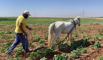 Şanlıurfalı, tarım sektöründe köklü değişikliklere neden oluyor