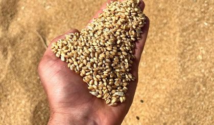 Şanlıurfa Buğdayında Tarihi Rekor: Kilogramı 14 TL’ye Ulaştı!