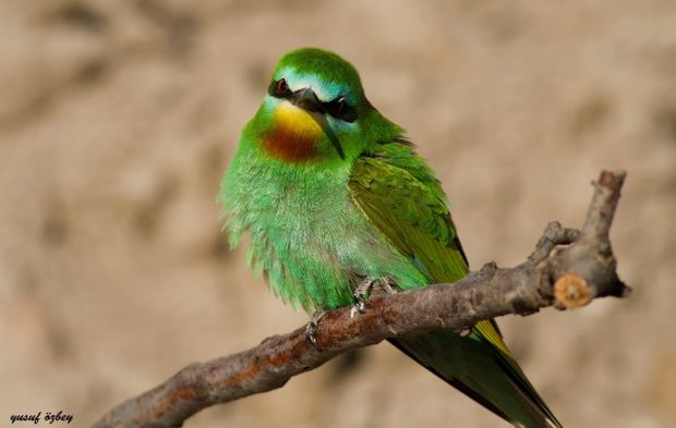 Yeşil arı kuşları