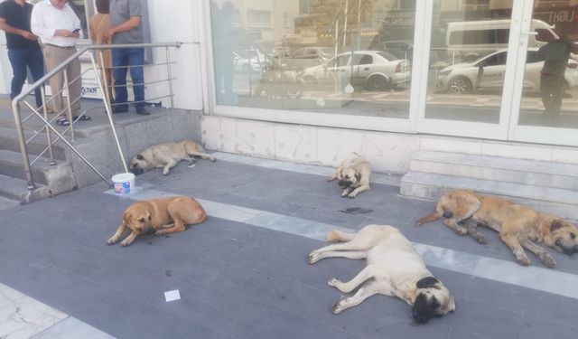 Haliliye’de başı boş köpekler kaldırımları işgal etti