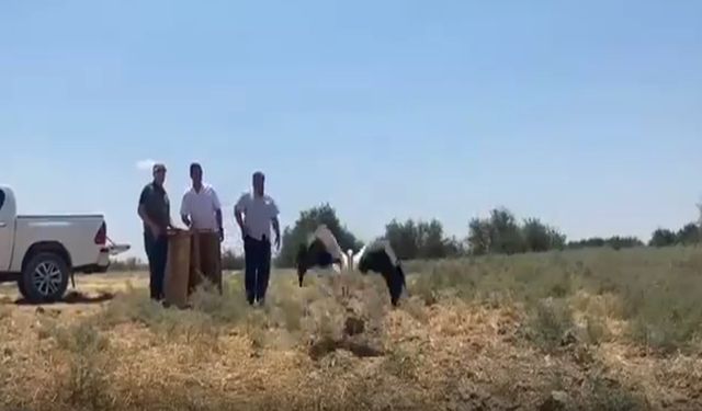 Şanlıurfa’da tedavisi tamamlanan leylekler doğaya bırakıldı