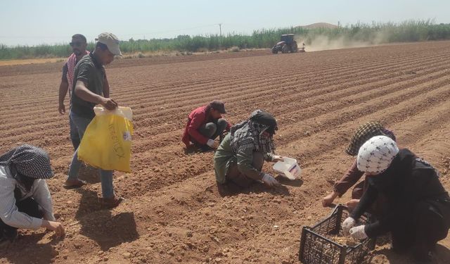 Dünya’nın en pahalı baharatı olan ‘safran’ Şanlıurfa'da ekimine başlandı