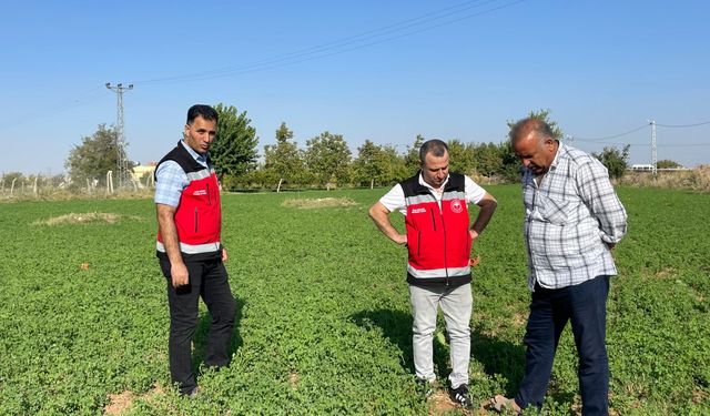 Şanlıurfa’da yem ekim alanı genişliyor