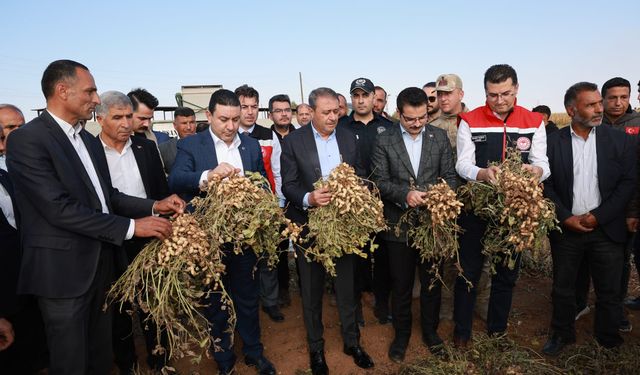 Harran Ovası'nda yer fıstığı hasadı başladı