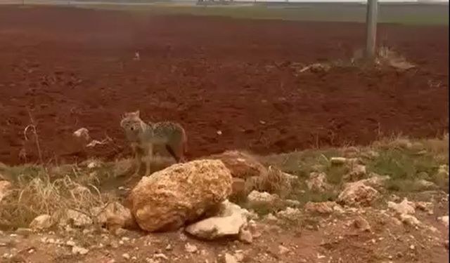Viranşehir Kırsalında Kurt Görüldü