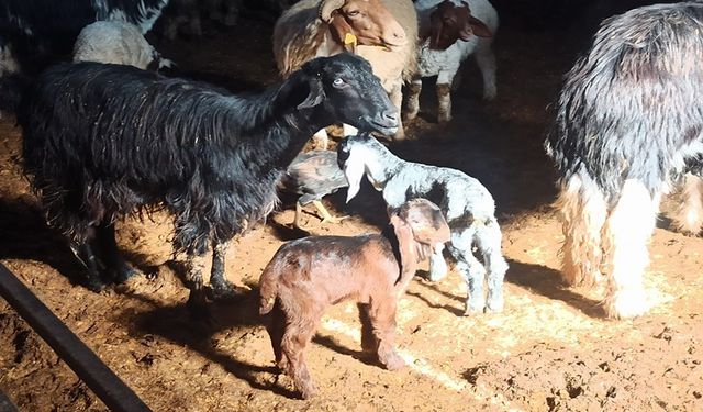 Baharın Müjdeleyicisi Kuzular Dünyaya Geldi