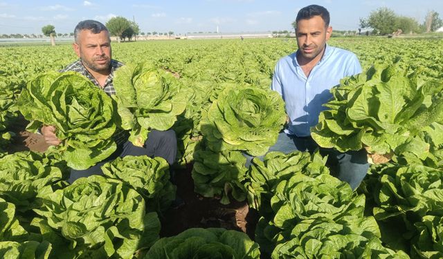 Çiftçinin Yeni Gözdesi: Şanlıurfa Marulu Pazara Hakim Oluyor