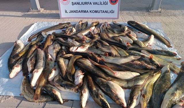 Şanlıurfa’da Yasak Ağa Geçit Yok: 180 Kilo Balığa El Konuldu