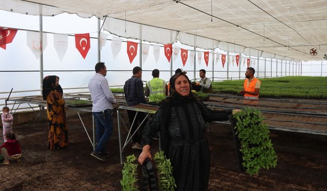 Çiftçilere Binlerce Urfa Biberi Fidesi Dağıtıldı