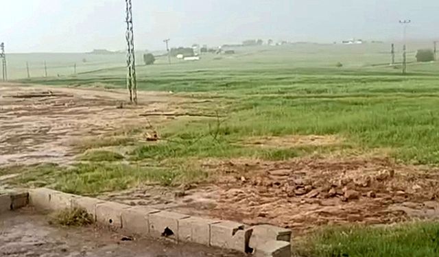 Harran'da Nisan Yağmurları Çiftçinin Yüzünü Güldürdü