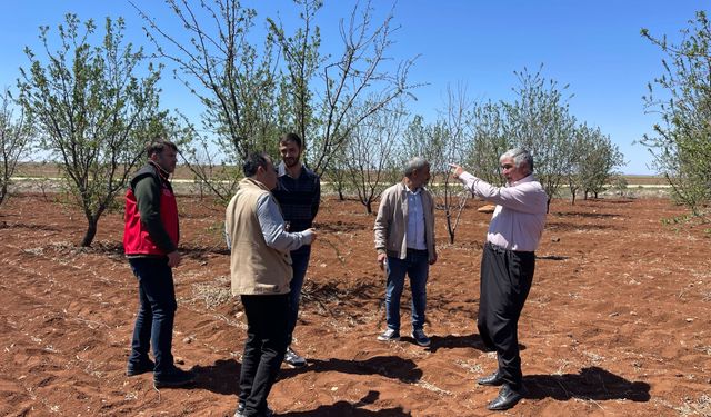 Şanlıurfa’da Tarımsal Zarar Tespiti Yapılıyor