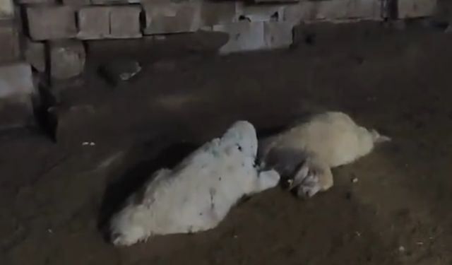Viranşehir’de Sokak Köpekleri Ağıra Saldırdı: 30 Kuzu Telef Oldu