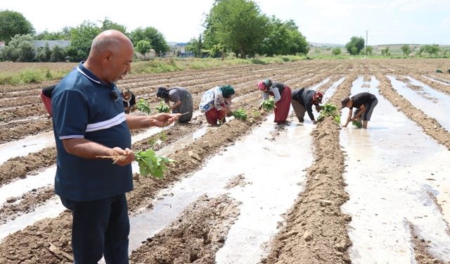 Şanlıurfa’nın Eşsiz Lezzeti Birecik Patlıcanı Yeniden Ekildi