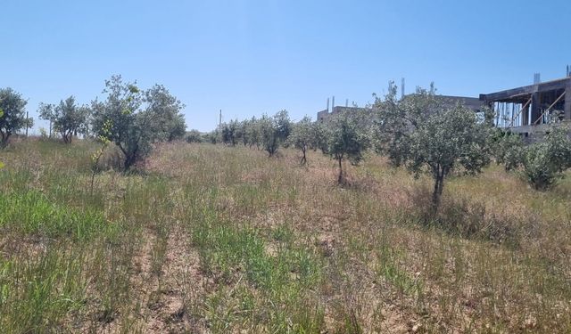 Haliliye’de Zeytin Ağaçlarında Pamuklu Bit Alarmı