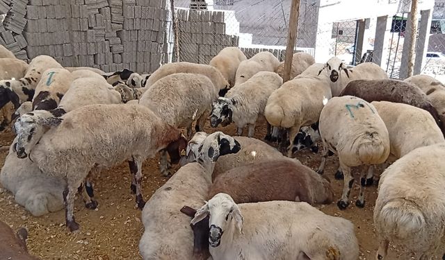 Şanlıurfa'da Kuraklık Kurban Pazarını Vurdu: Alıcı Yok, Pazarlar Boş Kaldı